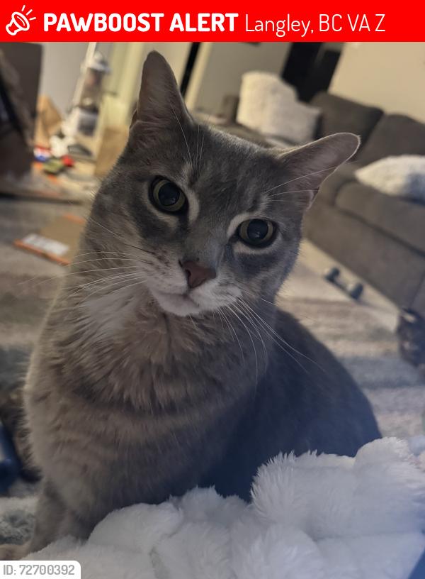 Lost Male Cat last seen Blacklock Elementary, Langley, BC V3A 6Z5