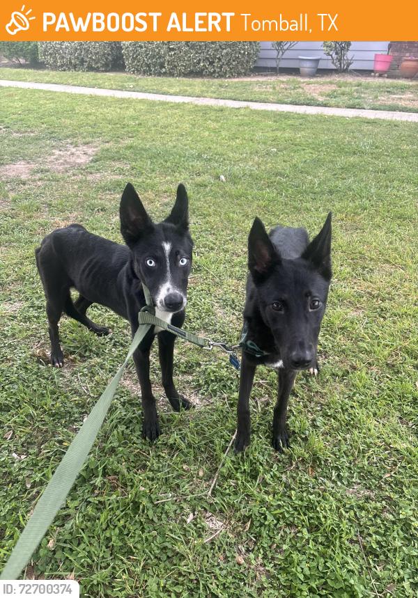 Found/Stray Female Dog last seen Fire station , Tomball, TX 77375