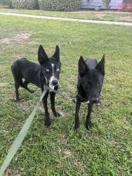 Found/Stray Female Dog last seen Fire station , Tomball, TX 77375