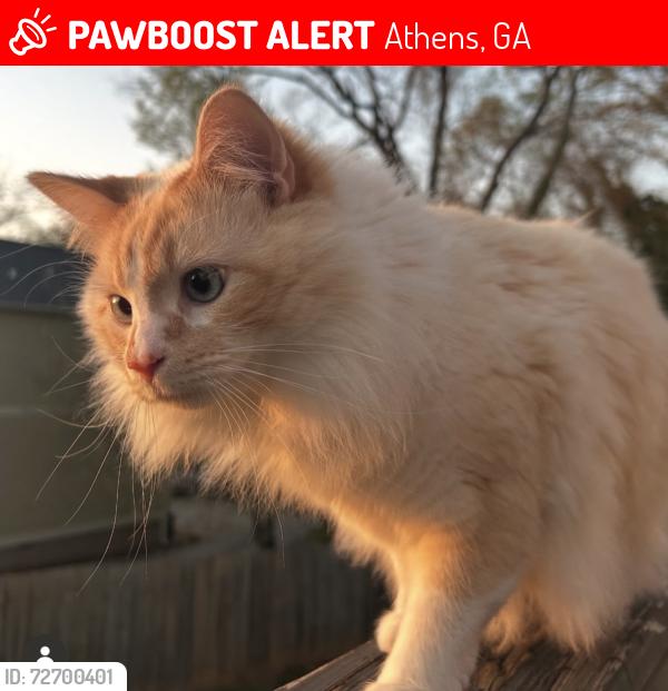 Lost Male Cat last seen trail creek , Athens, GA 30601