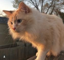 Lost Male Cat last seen trail creek , Athens, GA 30601