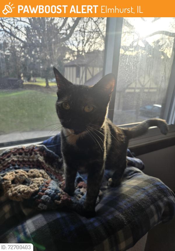 Found/Stray Female Cat last seen Lamont and grand, Elmhurst, IL 60126