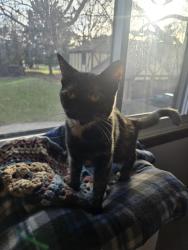 Found/Stray Female Cat last seen Lamont and grand, Elmhurst, IL 60126