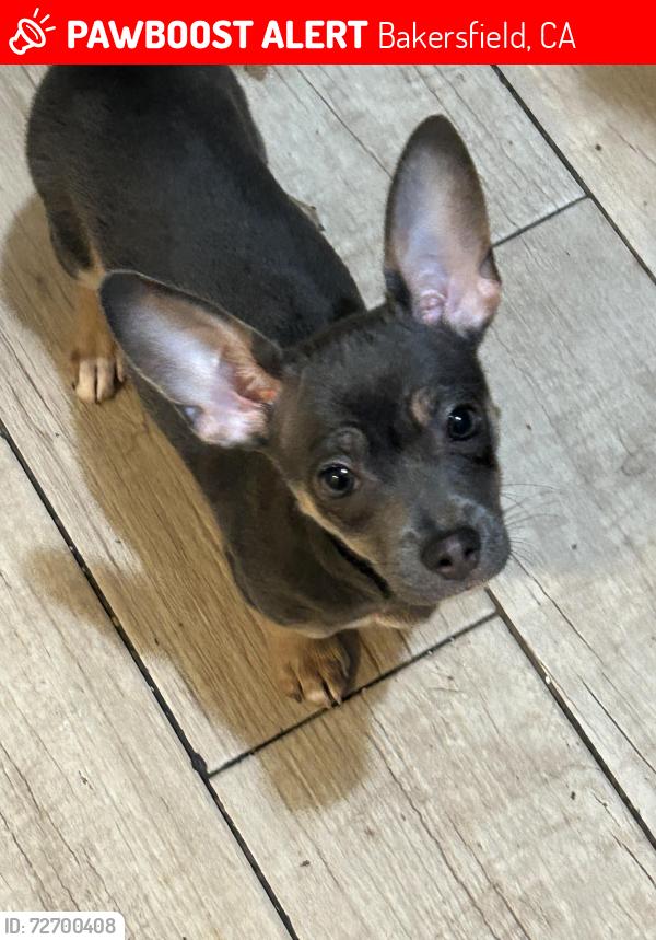 Lost Female Dog last seen Chester Ave and Chester Ln, Bakersfield, CA 93309