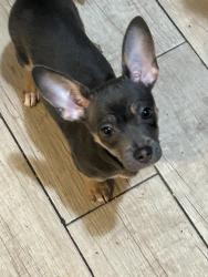 Lost Female Dog last seen Chester Ave and Chester Ln, Bakersfield, CA 93309