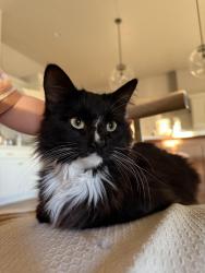 Lost Male Cat last seen Ave 3 E, Yuma, AZ 85365
