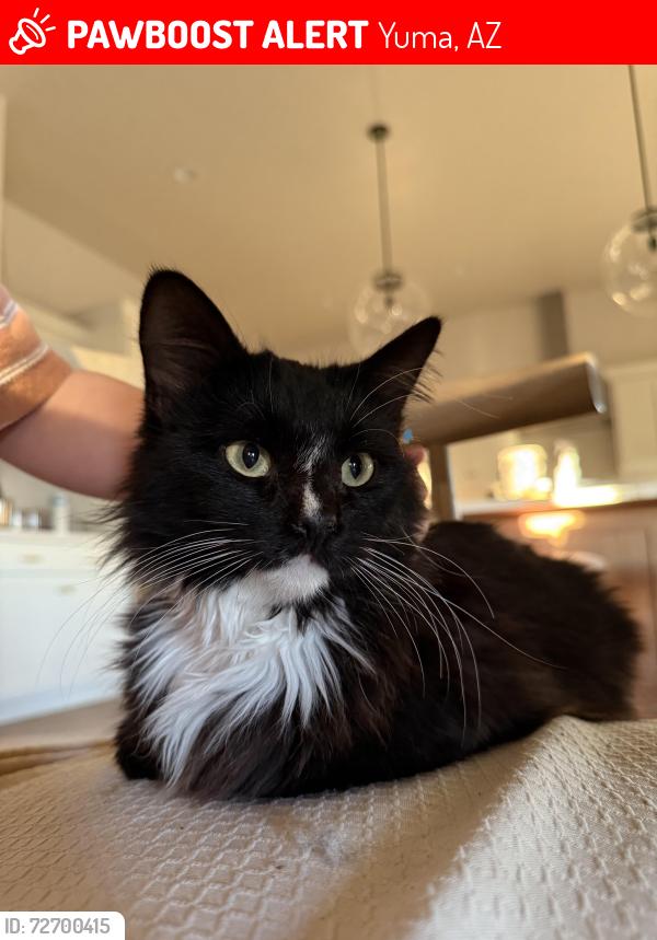 Lost Male Cat last seen Ave 3 E, Yuma, AZ 85365