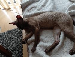 Lost Male Cat last seen Nebraska ave Sanford fl 32771, Sanford, FL 32771