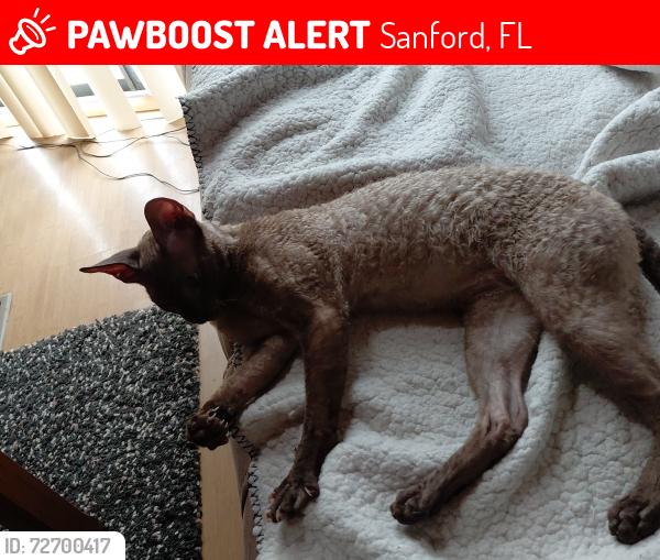 Lost Male Cat last seen Nebraska ave Sanford fl 32771, Sanford, FL 32771
