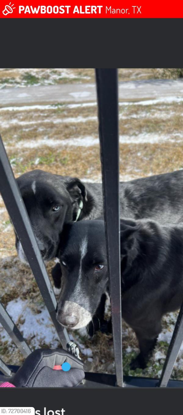 Lost Female Dog last seen Sun crest/ tower road, Manor, TX 78653