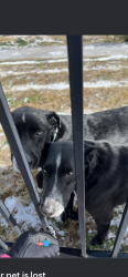 Lost Female Dog last seen Sun crest/ tower road, Manor, TX 78653