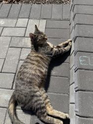Found/Stray Female Cat last seen Pleasant Hill Elementary School, Palatine, IL 60067