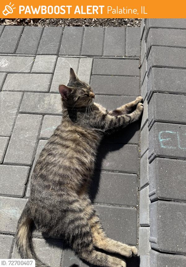 Found/Stray Female Cat last seen Pleasant Hill Elementary School, Palatine, IL 60067