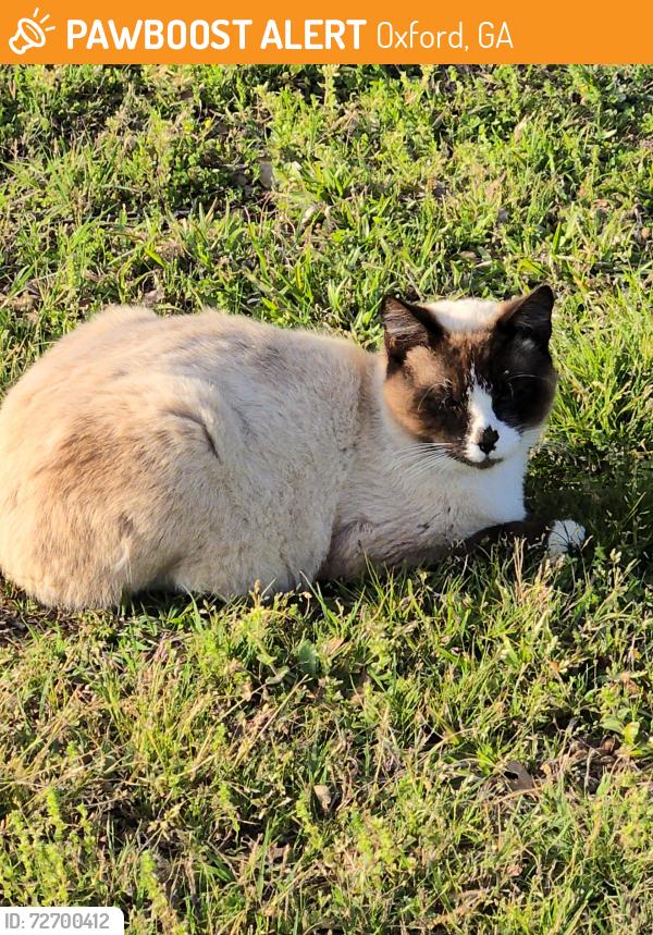 Found/Stray Male Cat last seen Near Duncan Rd Oxford ga 30054, Oxford, GA 30054