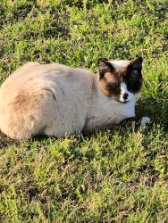 Found/Stray Male Cat last seen Near Duncan Rd Oxford ga 30054, Oxford, GA 30054