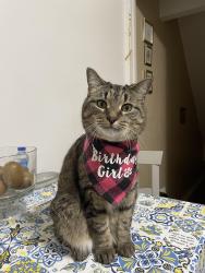 Lost Female Cat last seen Dufferin and Dupont, Toronto, ON M6H