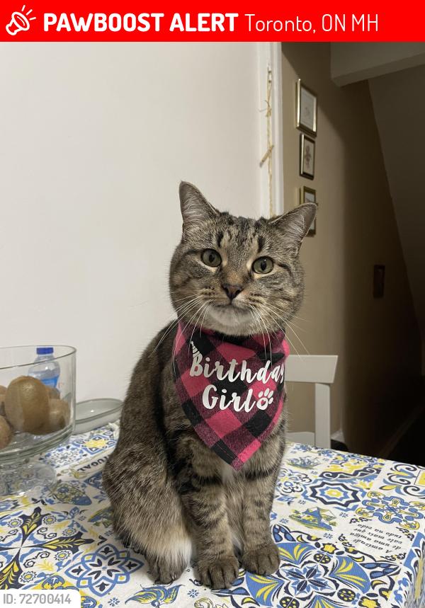 Lost Female Cat last seen Dufferin and Dupont, Toronto, ON M6H