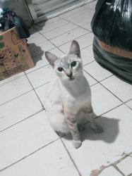 Lost Male Cat last seen Via Iaçu cruzamento com rua pltino e rua nova Itarana , Jardim Presidente Dutra, SP 07172-430