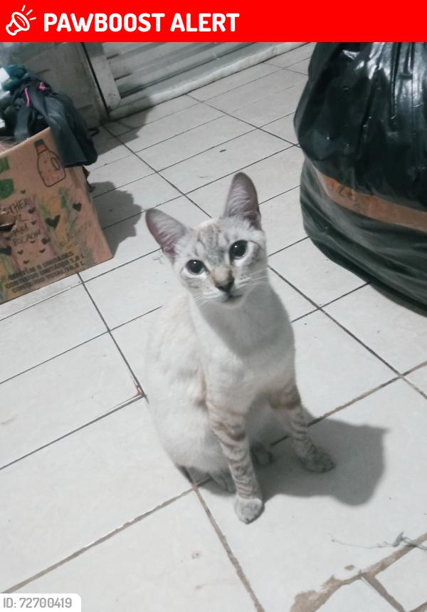 Lost Male Cat last seen Via Iaçu cruzamento com rua pltino e rua nova Itarana , Jardim Presidente Dutra, SP 07172-430