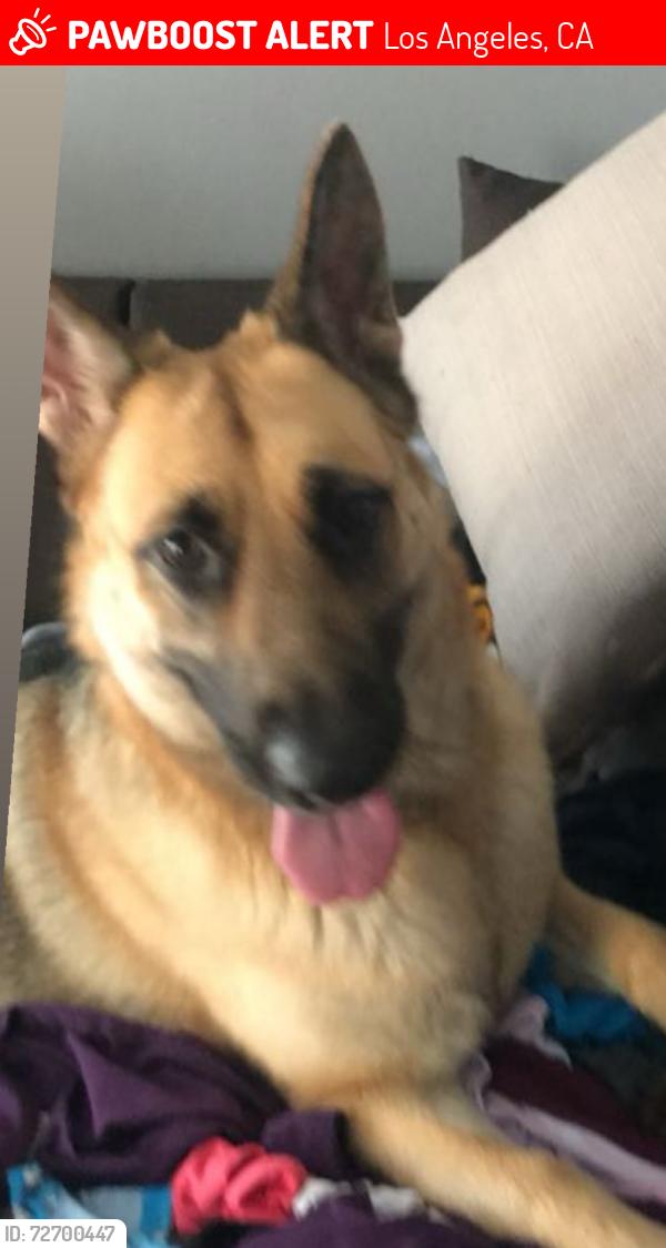 Lost Female Dog last seen Budlong, Los Angeles, CA 90037