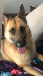 Lost Female Dog last seen Budlong, Los Angeles, CA 90037