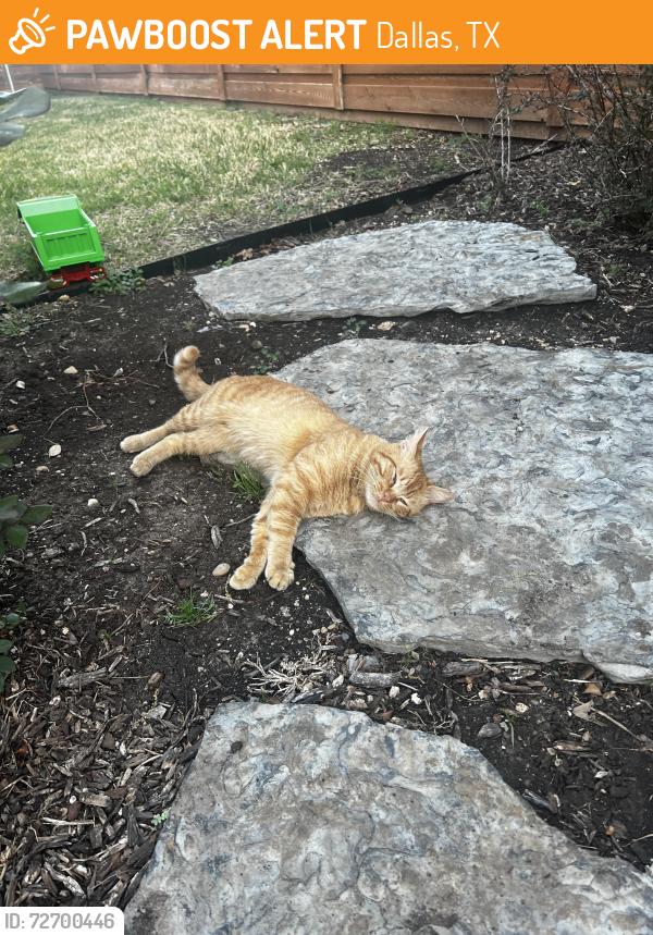 Found/Stray Male Cat last seen my backyard!, Dallas, TX 75229