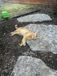 Found/Stray Male Cat last seen my backyard!, Dallas, TX 75229
