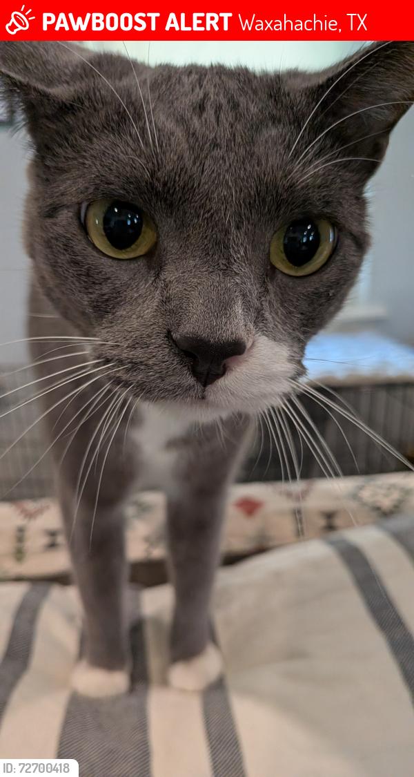 Lost Male Cat last seen Williams St- between Ross and Richmond & Brown and Farley, Waxahachie, TX 75165