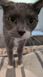 Lost Male Cat last seen Williams St- between Ross and Richmond & Brown and Farley, Waxahachie, TX 75165