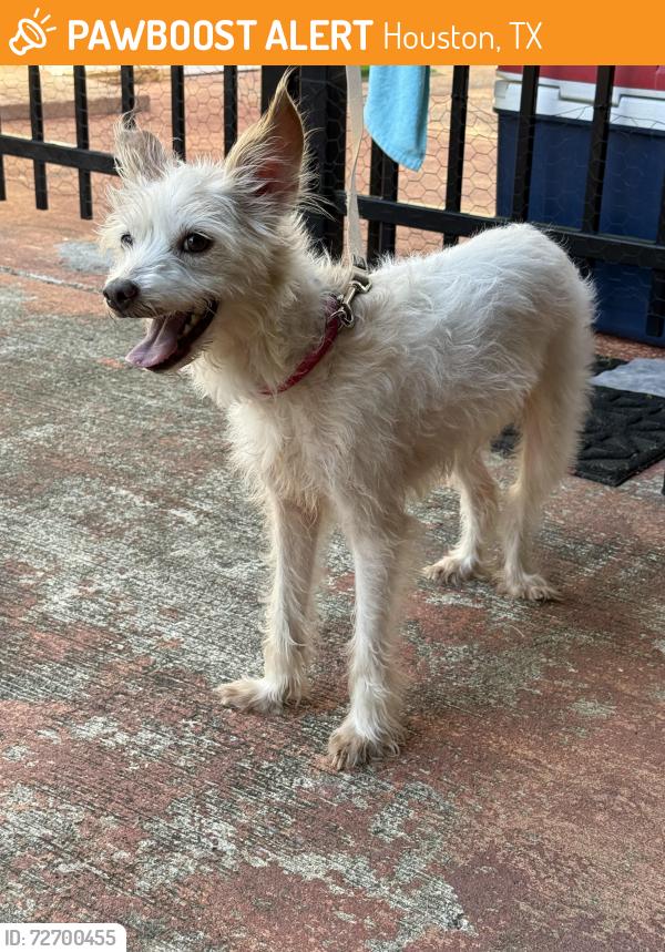 Found/Stray Female Dog last seen Pinelock Drive, Houston, TX 77062