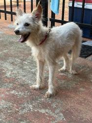 Found/Stray Female Dog last seen Pinelock Drive, Houston, TX 77062