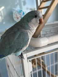 Lost Male Bird last seen North banana River drive, Merritt Island, FL 32952