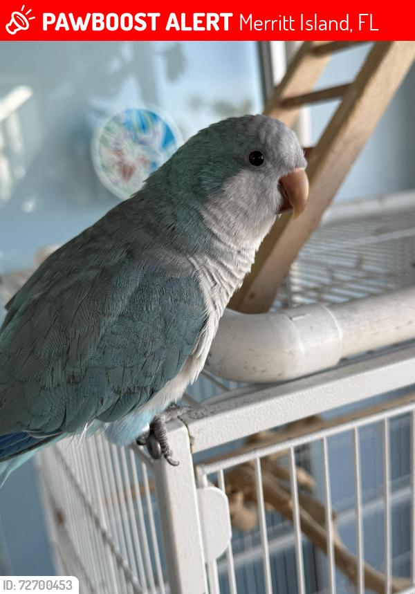 Lost Male Bird last seen North banana River drive, Merritt Island, FL 32952
