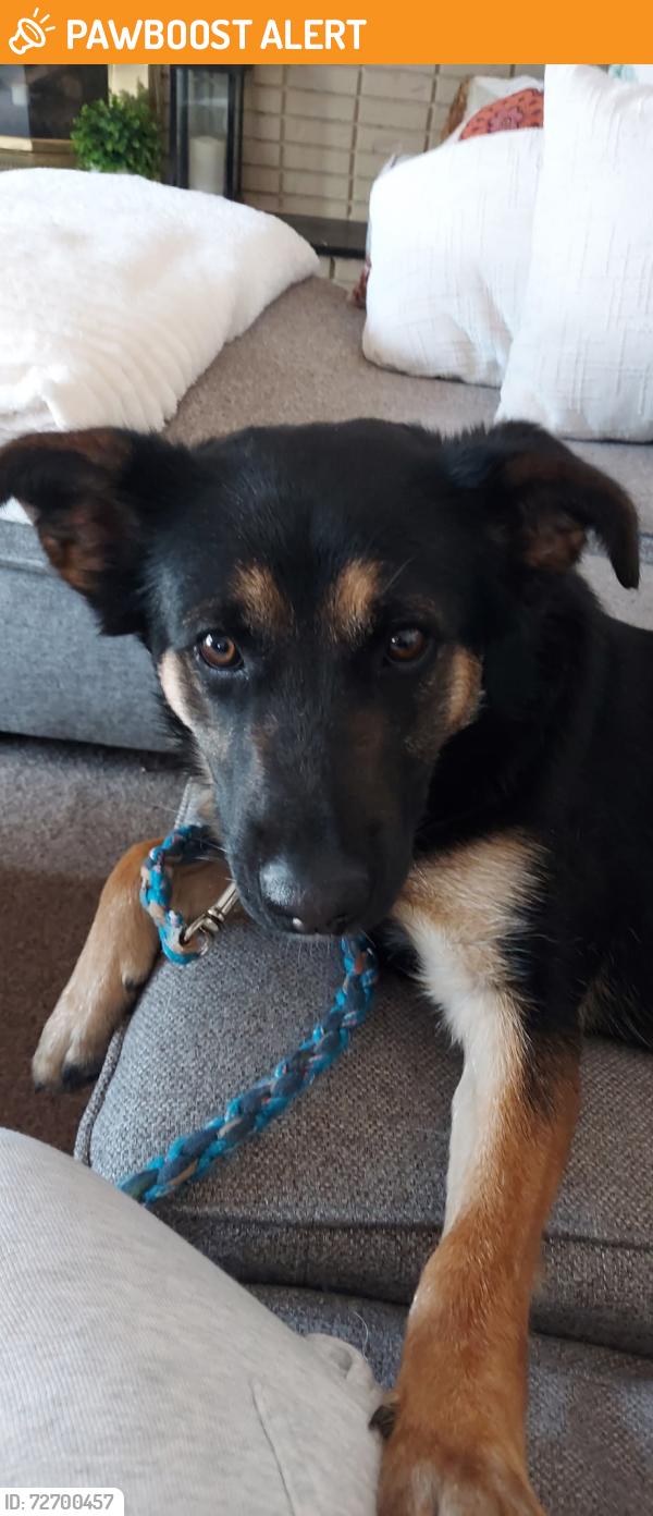 Found/Stray Female Dog last seen West Acers neighborhood , West Bloomfield Township, MI 48324