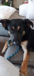 Found/Stray Female Dog last seen West Acers neighborhood , West Bloomfield Township, MI 48324