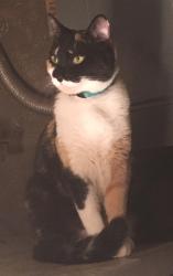 Lost Female Cat last seen Lee Crossings, Smyrna, TN 37167