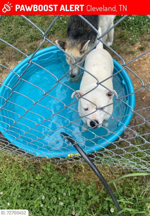 Lost Male Dog last seen Near Fern Drive neighborhood , Cleveland, TN 37364