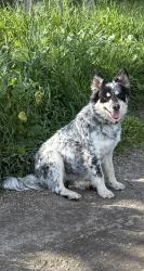 Found/Stray Unknown Dog last seen Ave 112 & Orange Belt, Tulare County, CA 93257