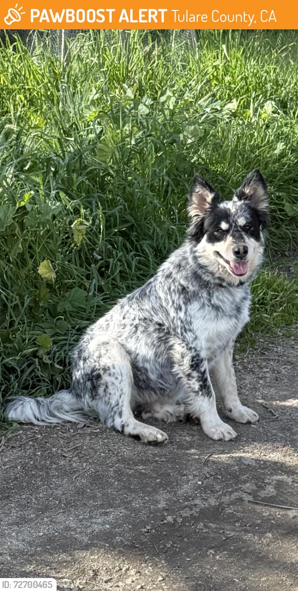 Found/Stray Unknown Dog last seen Ave 112 & Orange Belt, Tulare County, CA 93257