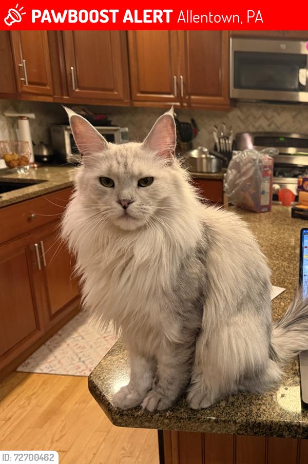 Lost Female Cat last seen Palomino Dr, Allentown, PA 18106