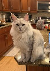 Lost Female Cat last seen Palomino Dr, Allentown, PA 18106