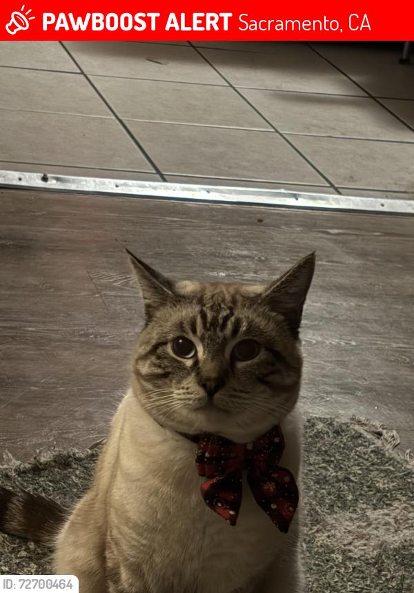 Lost Male Cat last seen N/A, Sacramento, CA 95838