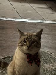 Lost Male Cat last seen N/A, Sacramento, CA 95838