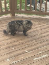 Found/Stray Unknown Cat last seen 11 mile and halsted, Farmington Hills, MI 48335