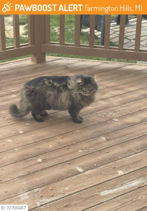 Found/Stray Unknown Cat last seen 11 mile and halsted, Farmington Hills, MI 48335