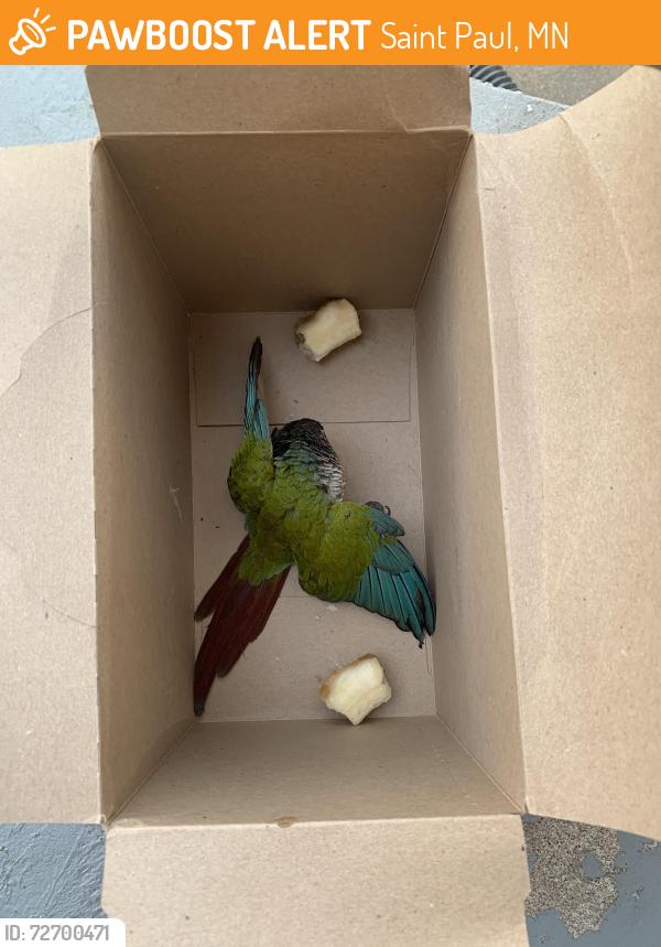 Found/Stray Unknown Bird last seen Phalen lake , Saint Paul, MN 55106