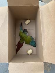 Found/Stray Unknown Bird last seen Phalen lake , Saint Paul, MN 55106