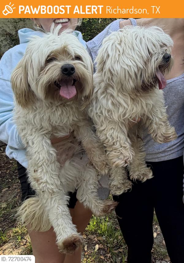 Found/Stray Male Dog last seen Spring Valley , Richardson, TX 75240