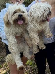 Found/Stray Male Dog last seen Spring Valley , Richardson, TX 75240