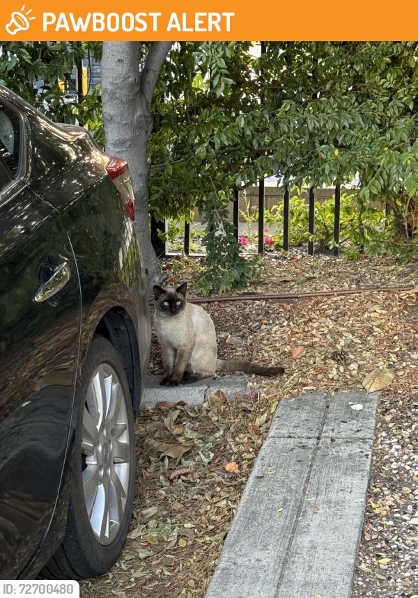 Found/Stray Male Cat last seen Haven Ave, Rancho Cucamonga, CA 91764